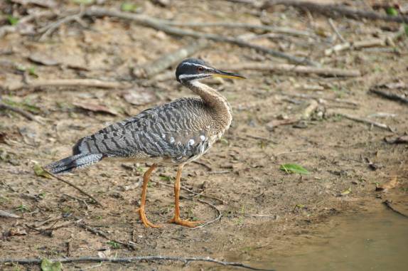 Uma tigana na margem de um rio no Hato El Cedral, na região dos llanos venezuelanos, perto da cidade de Mantecal